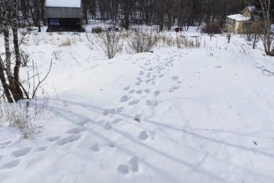 Тигр вышел к дачному посёлку в Приморье пресс-служба Центра &quotАмурский тигр&quot