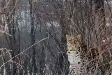 Скрин из видео t.me/svodka25