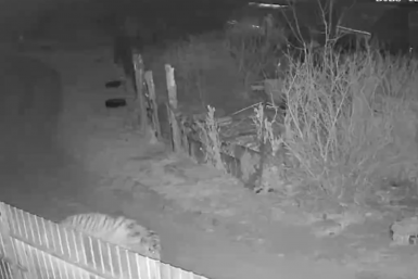 Скриншот из видео Видео очевидцев из telegram - канала NBS24