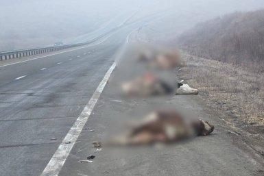 Фото очевидцев Полиция Приморья