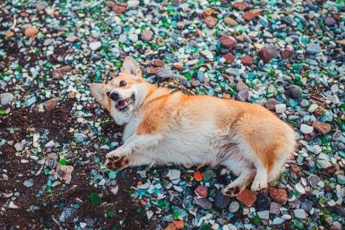 Собака, бухта Стеклянная, отдых, пляж Мария Смитюк, ИА PrimaMedia.ru